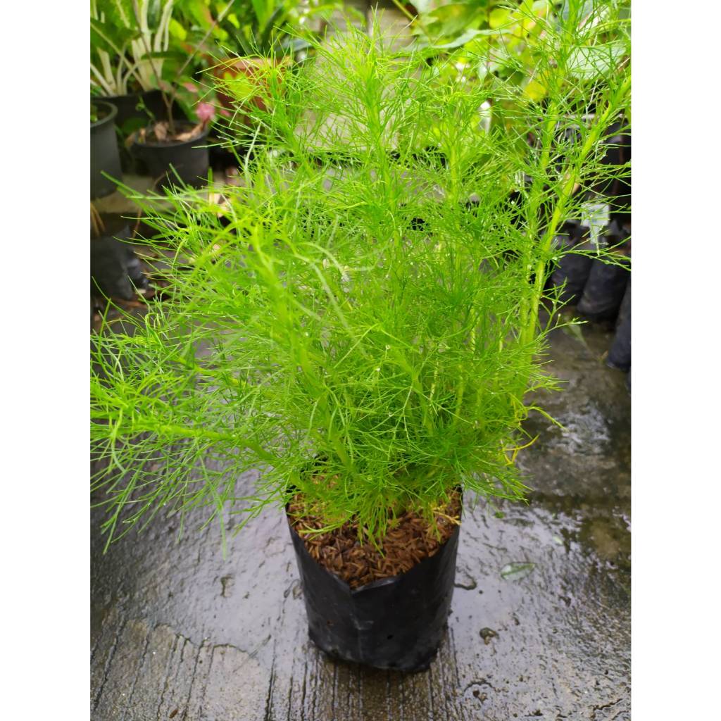 ต้นพันธุ์ ผักชีลาว Dill ผักชีช้าง ถุงดำพร้อมปลูก 29 บาท ปลูกไว้ทาน ประดับตกแต่งสวน