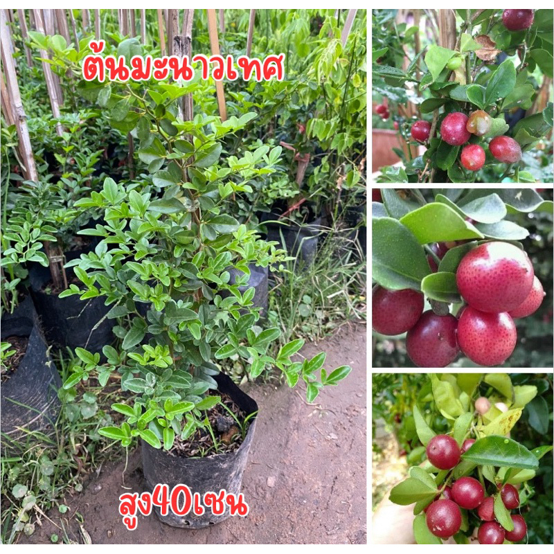 ต้นมะนาวเทศหรือมะนาวไม่รู้โห่ สูง40เซน พร้อมส่ง พร้อมปลูก
