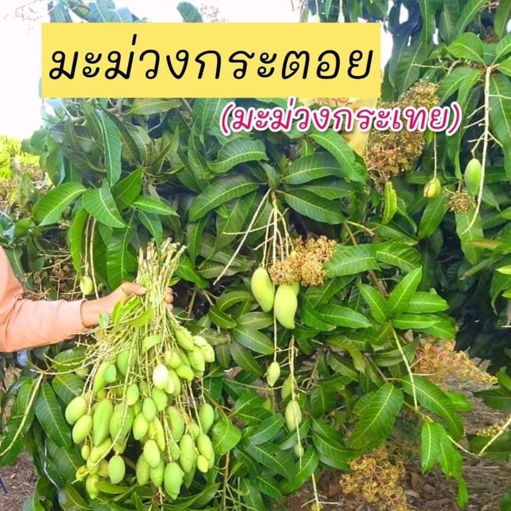 มะม่วงกระตอย มะม่วงสายพวง รสเปรี้ยว กรอบอร่อย เนื้อไม่เหนียว ต้นเพาะเมล็ด ชุดละ 2 ต้น