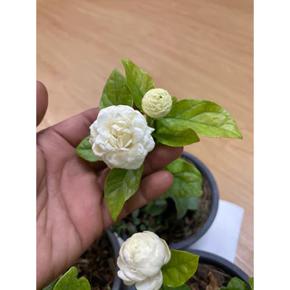 มะลิซ้อน ดอกใหญ่ กระถาง6”ส่งแบบพุ่ม มีดอกทุกต้น