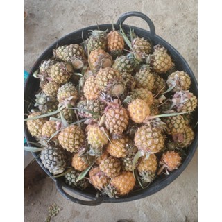 10-20กิโลสับปะรดภูแลแท้จากเชียงรายหวานกรอบ สดจากสวน จัดส่งทั…