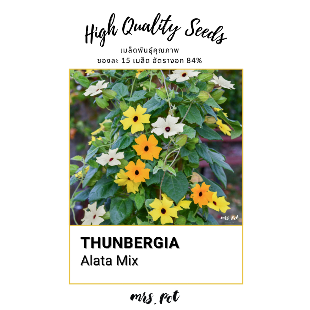 เมล็ดดอกไม้ Thunbergia Alata Mix รหัส127