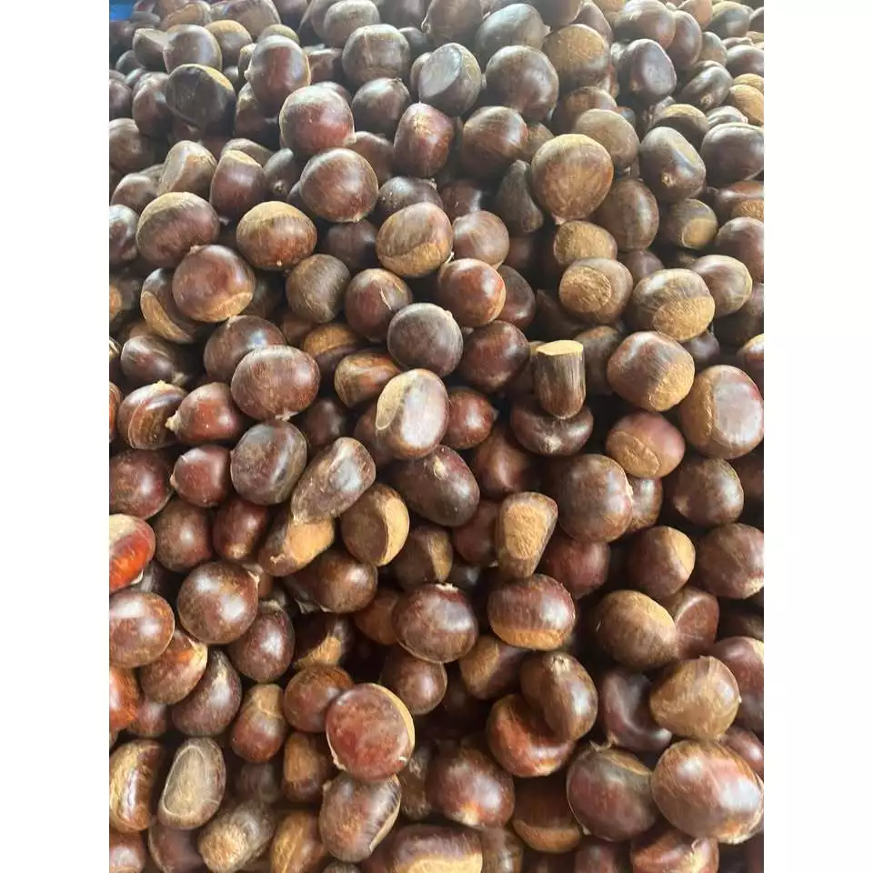 เกาลัดญี่ปุ่น ดิบยังไม่คั่ว สด ใหม่ มันส์ อร่อย ขนาด1กิโลกรัม