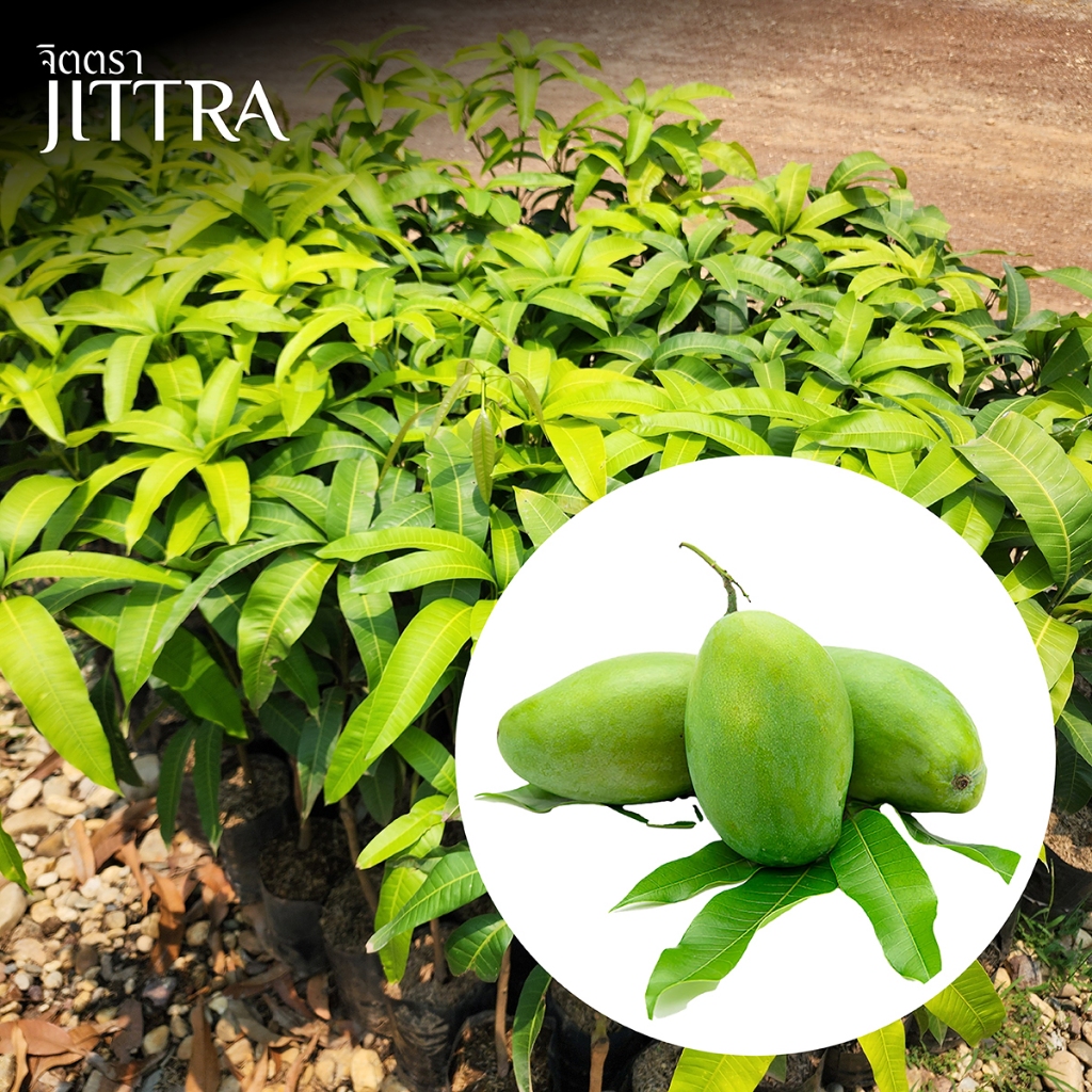 จิตตรา ต้นพันธุ์มะม่วงพิมเสน เสียบยอดสูง 60-80 ซม. ปลูกปีเดียวติดลูก พร้อมส่ง เคลมฟรี ต้นเตี้ย ผลดก