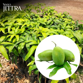 จิตตรา ต้นพันธุ์มะม่วงพิมเสน เสียบยอดสูง 60-80 ซม. ปลูกปีเดี…