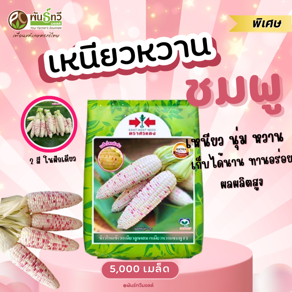 เหนียวหวานชมพูศรแดง5,000เมล็ด ข้าวโพดข้าวเหนียว ข้าวโพดข้าวเหนียว 2สี ขาว-ชมพูฝักขนาดกลาง เมล็ดติดเต็มปลายฝัก รสชาติดี