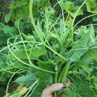 30 เมล็ดเมล็ดพันธุ์ยอดฟักทอง ฟักทองเก็บยอด Pumpkin เมล็ดฟักทองยอด เมล็ดพันธุ์ผัก เมล็ดผักสวนครัว
