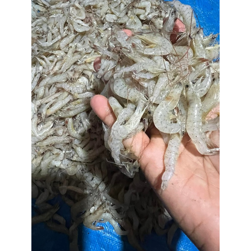 กุ้งฝอยสด กุ้งฝอยทะเล 1 กิโลกรัม