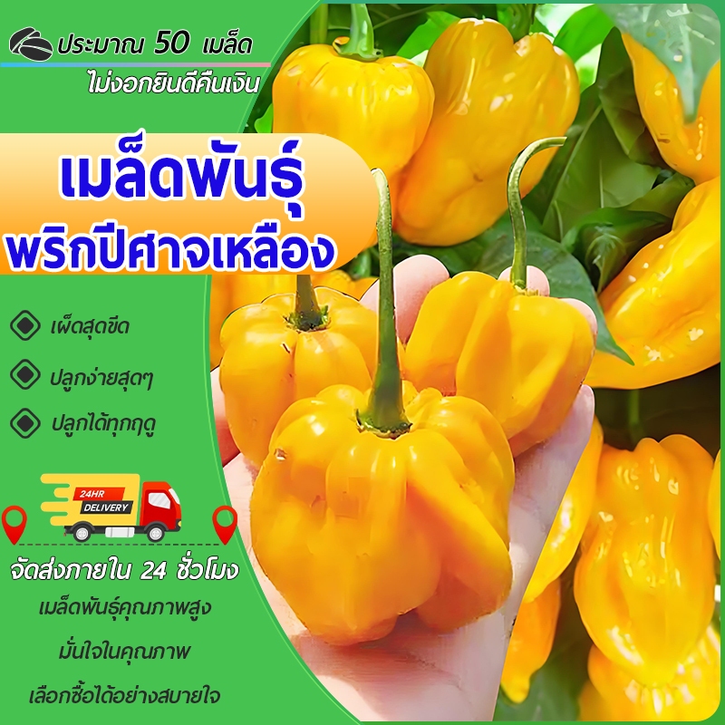 50 เมล็ด เมล็ดพันธุ์พริกปีศาจเหลือง พริกเหลือง โคตรเผ็ด ซองใหญ่ ความเผ็ดของ "ปีศาจเหลือง"!