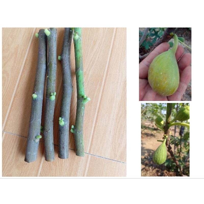 กิ่ง​สด​ส​ำ​ห​รับ​ช​ำ​มะเดื่อ​ฝรั่ง​สายพันธุ์​ Barone​ จ​ำ​นวน​4​กิ่ง​