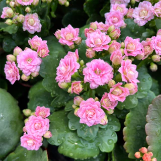 กุหลาบหินดอกซ้อน ดอกสีทูโทน และสีเดี่ยว เลี้ยงง่าย ดอกสีสด Kalanchoe