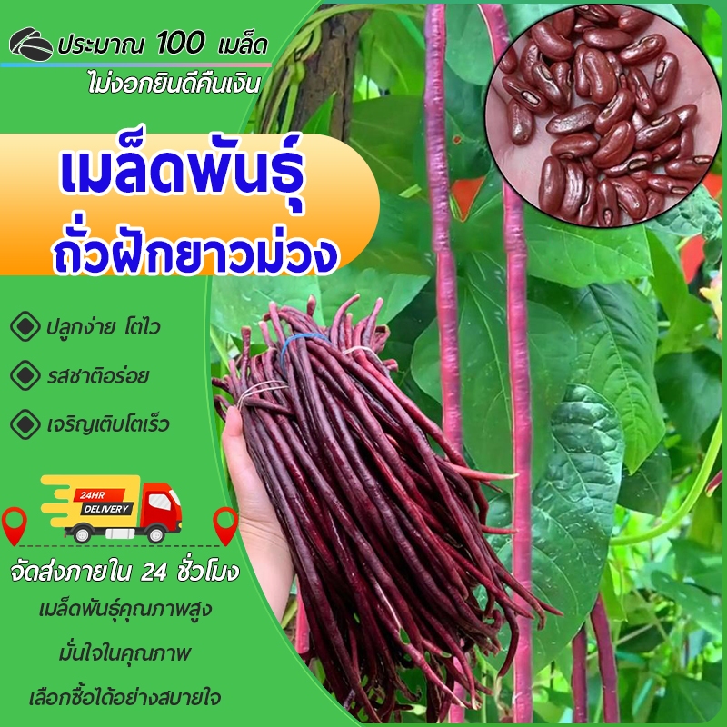 100 เมล็ด เมล็ดพันธุ์ถั่วฝักยาวม่วง เมล็ดถั่วฝักยาวม่วง เมล็ดถั่วฝักยาว  ถั่วฝักยาว ฝักม่วง  ฝักม่วง