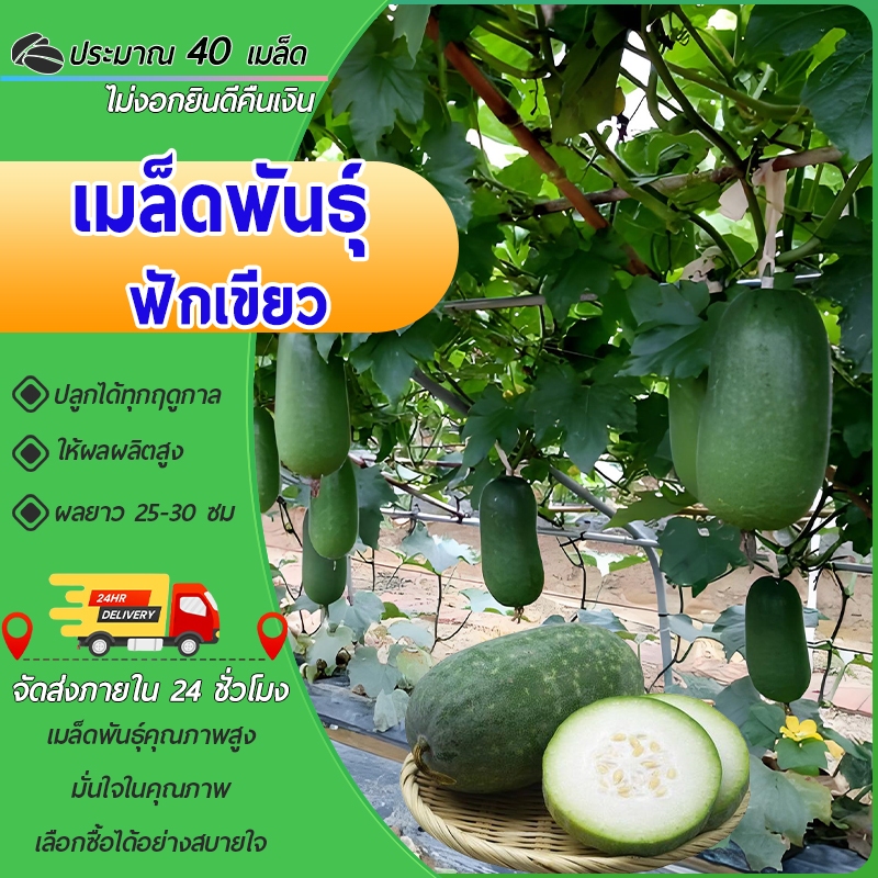 40 เมล็ดเมล็ดพันธุ์ฟักเขียว เมล็ดพันธุ์ฟักเขียวขนาดเล็ก ฟักเขียว เมล็ดปลูกง่าย โตไว ผลดก