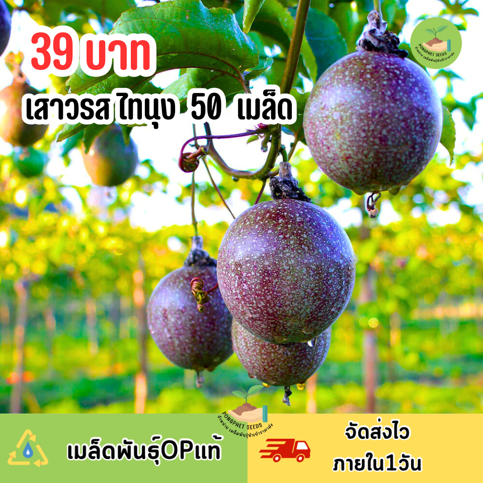 เมล็ดพันธุ์เสาวรส ไทนุง 50 เมล็ด