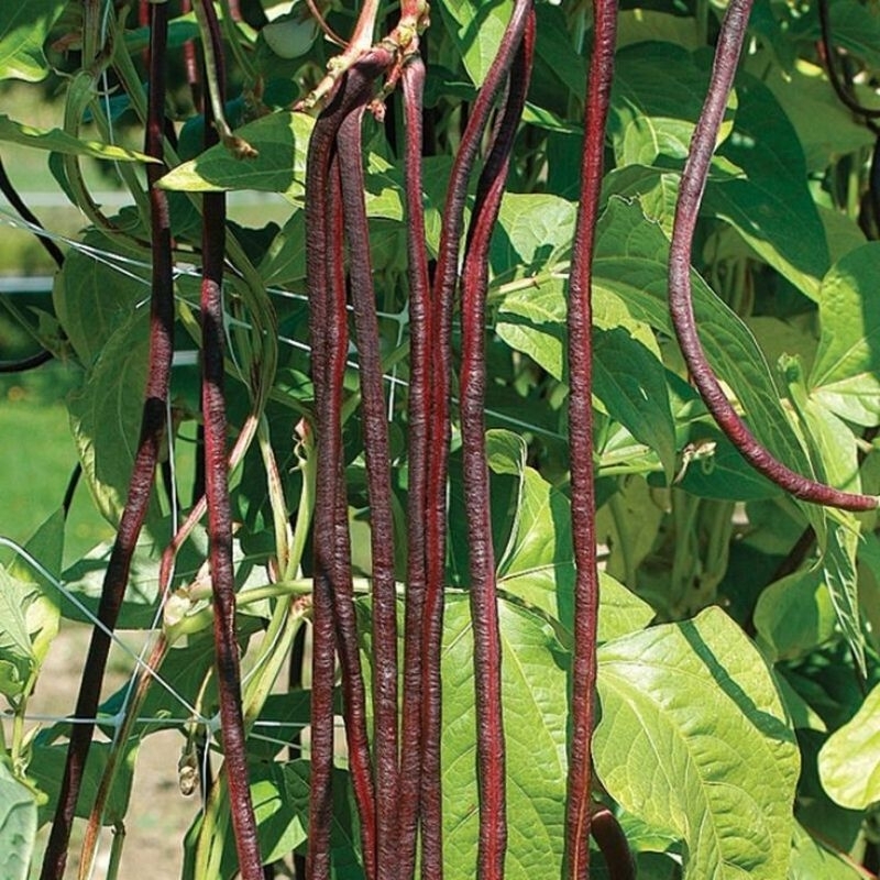 เมล็ดพันธุ์ถั่วฝักยาวพุ่มม่วง 15 เมล็ด (5แถม1คละได้)