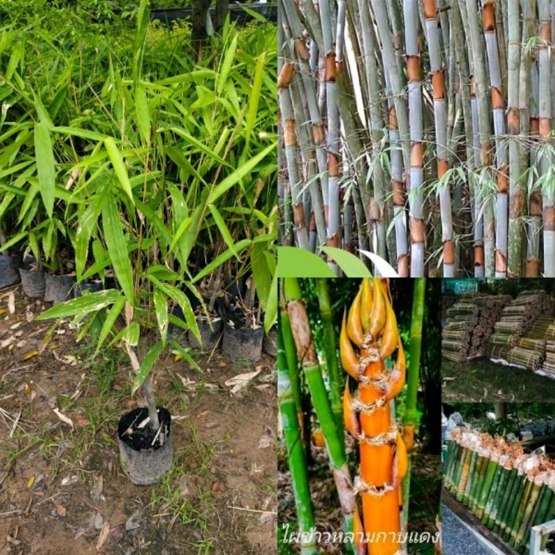 ไผ่ข้าวหลามกาบแดง ต้นพันธุ์ แยกเง้า ปลูกง่ายโตไว 6-10 เดือนได้รับประทาน
