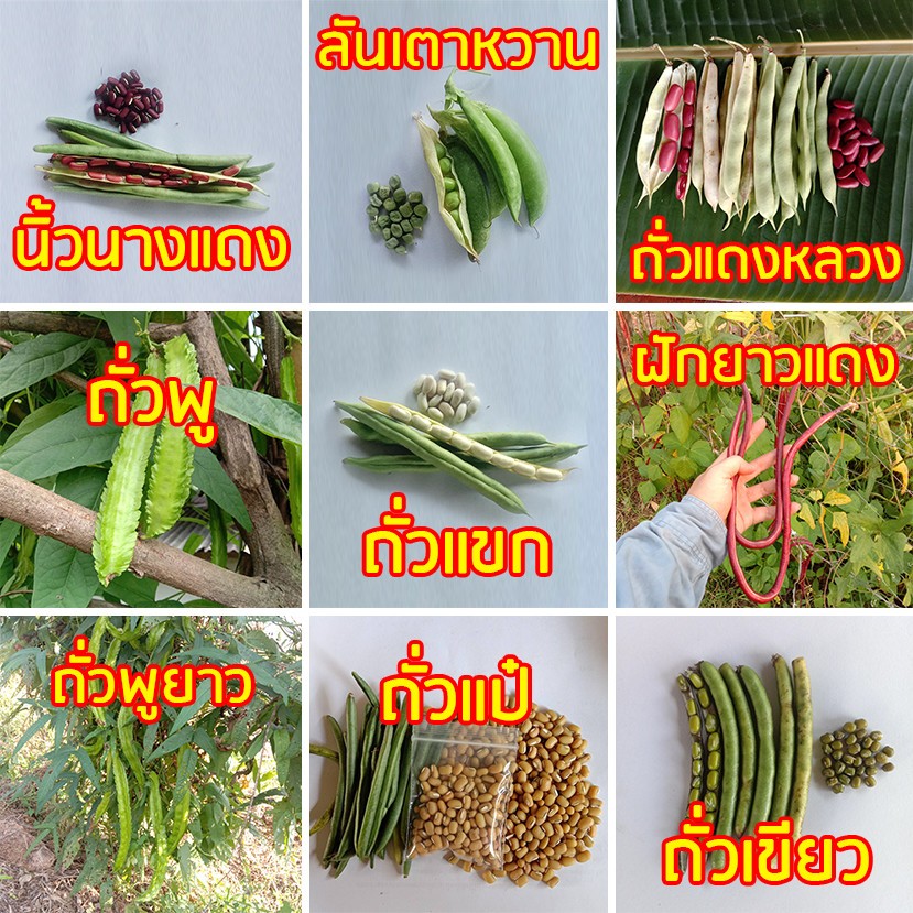 เมล็ดพันธุ์ถั่วแดง ถั่วเขียว ถั่วแขก ถั่วลันเตาหวาน ถั่วนิ้วนางแดง ถั่วแป๋ เมล็ดถั่วพู ถั่วพูยาว ถั่วฝักยาวสีแดง เมล็ด