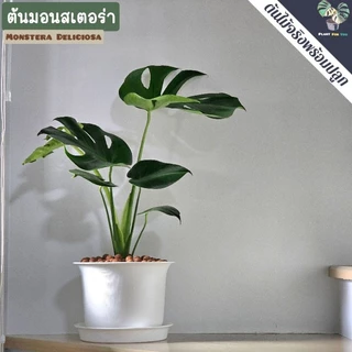 🌲ต้นมอนสเตอร่า"Monstera"ต้นใหญ่ สูง75-85+ซม.พร้อมกระถาง+จานรอง+เม็ดPopper+ขาตั้ง
