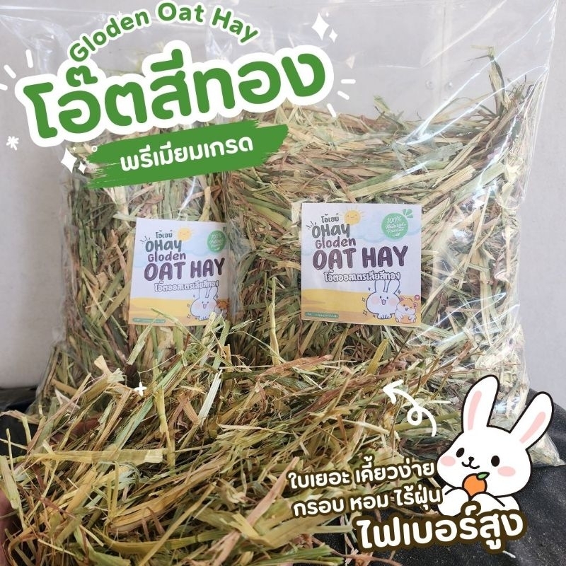✅️ขายดี 🌼โอ๊ตสีทอง หญ้าโอ๊ตทองออสเตรเลีย สำหรับกระต่ายและแกสบี้ 500 กรัมร่อนฝุ่น