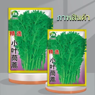 5000 เมล็ดเมล็ดพันธุ์ตั๋งโอ๋ เมล็ดตั๋งโอ๋ตั้งโอญี่ปุ่น เมล็ดพันธุ์ผัก ผักออร์แกนิก