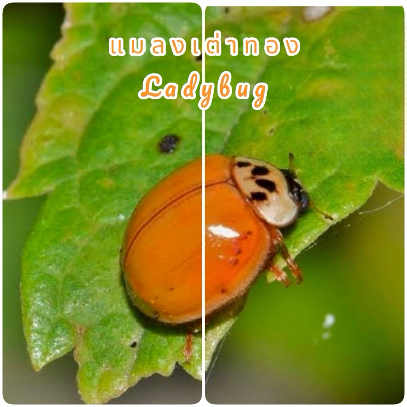 ด้วงเต่าทอง แมลงเต่าทอง Ladybug