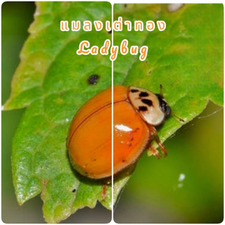 ด้วงเต่าทอง แมลงเต่าทอง Ladybug