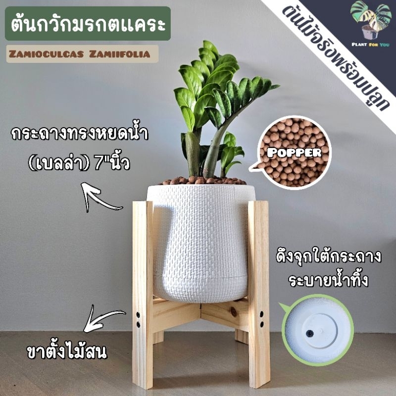 💤ต้นกวักมรกตแคระ (ZZ Plant) 25-35Cm. พร้อมกระถาง+เม็ดPopper+ขาตั้ง (ต้นไม้ฟอกอากาศ) PLANT FOR YOU