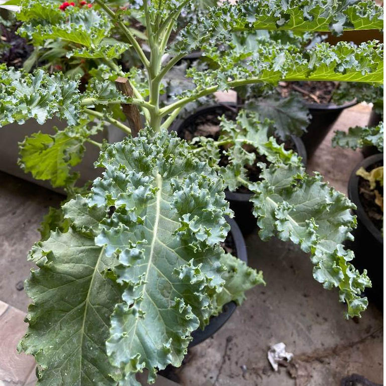 น้ำหมักมูลไส้เดือน ขนาด 1.5 ลิตร เร่งการเจริญเติบโต รากแข็งแรงลำต้นใหญ่ ป้องกันราดำ - รูปที่ 6