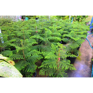 [พร้อมส่ง] ต้นสนฉัตร (Norfolk island pine) ขนาด 70-80cm (ราคาต่อ1ต้น)
