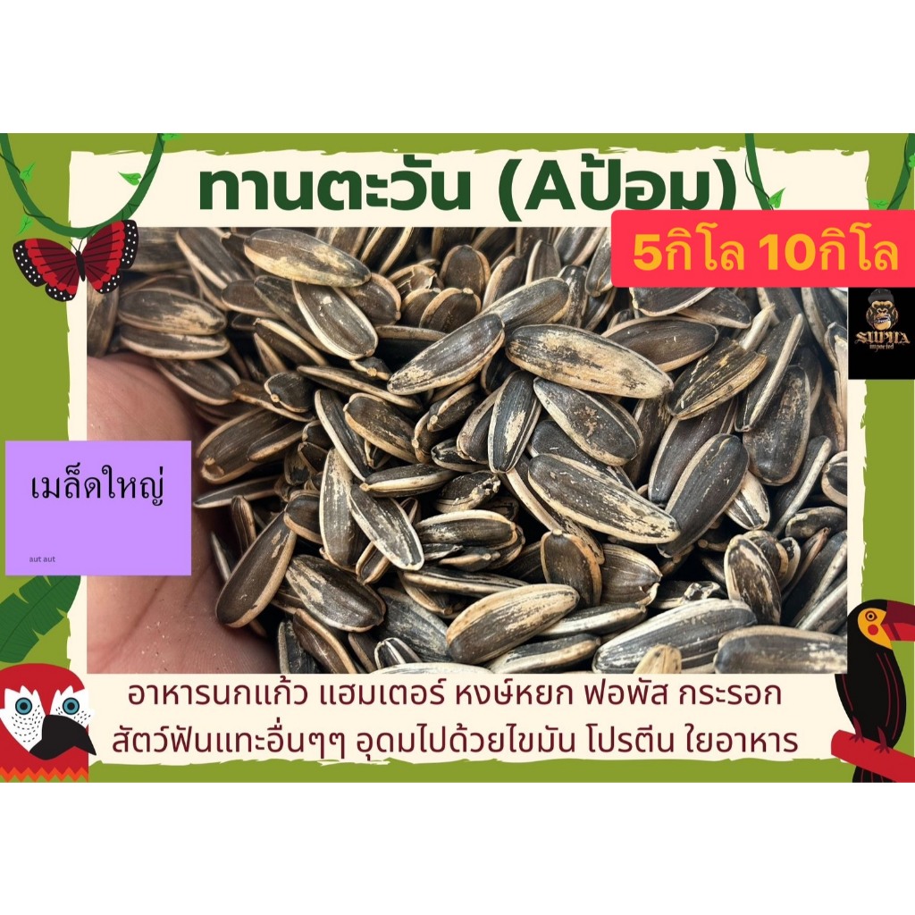 ทานตะวัน เอป้อมใหญ่ (แบ่งขาย 5kG.-10KG.) อาหารนกแก้ว อาหารแฮมเตอร์ และสัตว์ฟันแทะ