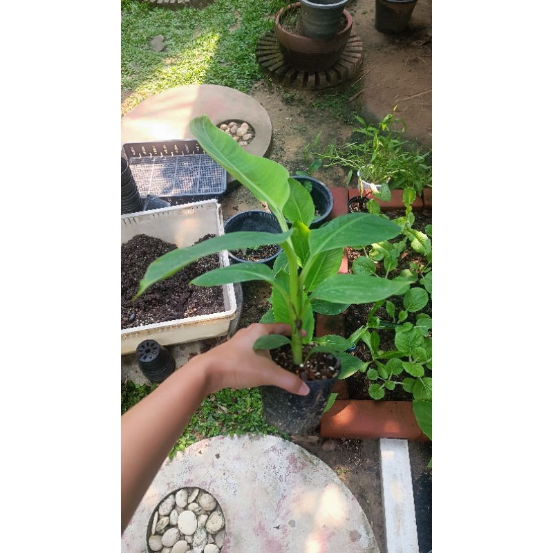 ต้นกล้า1.5เดือน กล้วยหอมคาเวนดิช ลพบุรี Cavendish banana กล้วยหอม กระถาง4นิ้ว