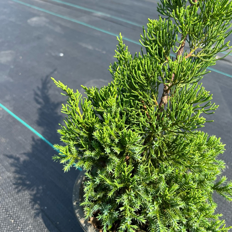 สนมังกร (Juniperus chinensis) 🐲 ฟอร์มสวย ตัดเเต่ง จัดสวน พร้อมกระถาง 8 นิ้ว สูงประมาน 60-75 ซม. - รูปที่ 2