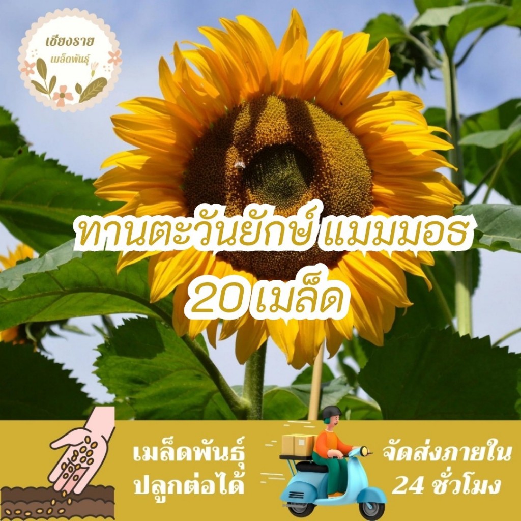 เมล็ดพันธุ์ ทานตะวัน แมมมอธ 3เมล็ด Mammoth Grey Stripe Sunflower Seed เมล็ดพันธุ์แท้100%นำเข้าจากต่างประเทศ ปลูกดอกไม้