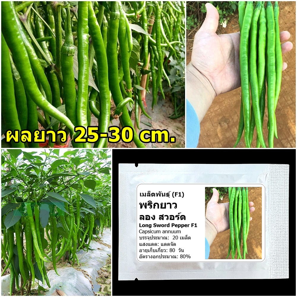 เมล็ดพันธุ์ พริกยาว ลองสวอร์ด Long Sword Pepper F1 Seed 20 เมล็ด คุณภาพดี ของแท้ 100%