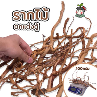 รากไม้ตกแต่งตู้ไม้น้ำ กิ่งไม้จัดlayout