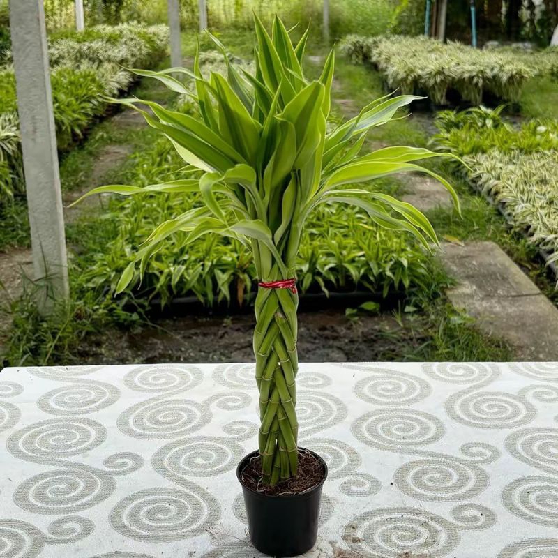 ไผ่กวนอิม(Lucky bamboo) ถักเปีย7กิ่งพร้อมกระถาง ต้นเดี่ยว แพ็คคู่ ไม้มงคลไม้ฟอกอากาศ