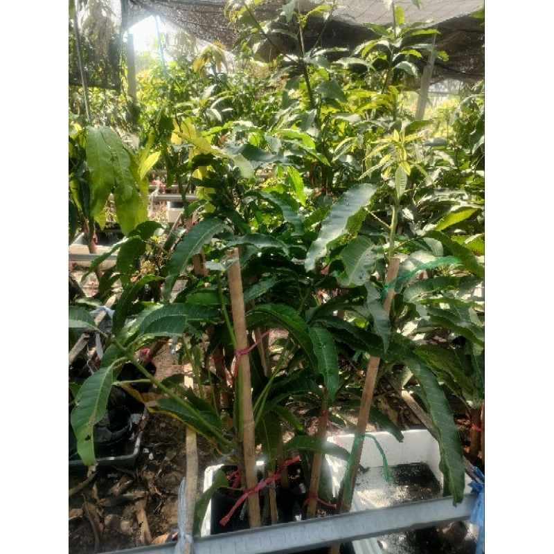 มะม่วงแรดชุดละ2ต้น กิ่งทาบ สูง80 ซม. - รูปที่ 3