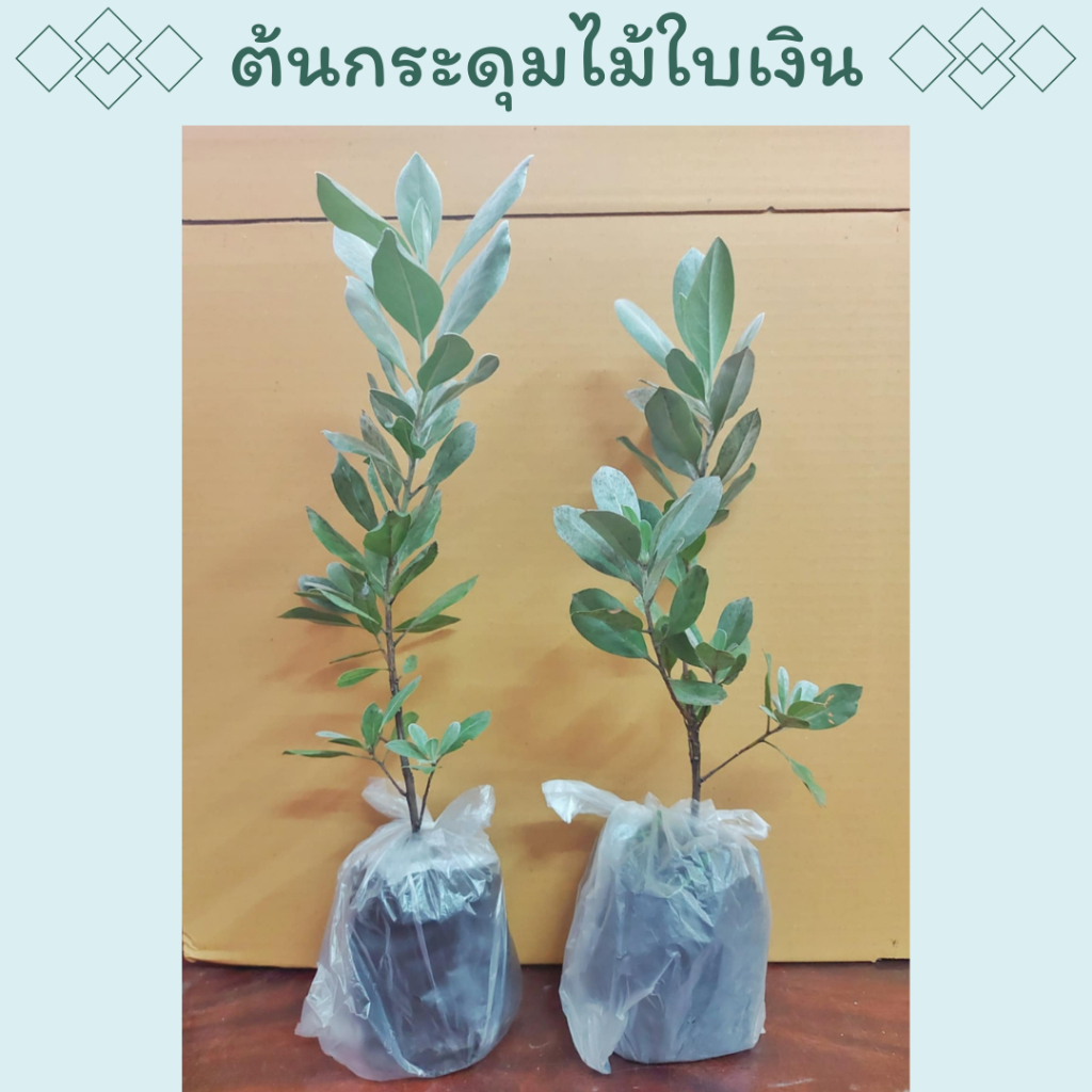 ต้นกระดุมไม้ใบเงิน ถุง3นิ้ว ( ต้นเล็ก 3ต้น79 ) ฟอร์มสวย ไม้ประดับแต่งสวน สไตล์อังกฤษ