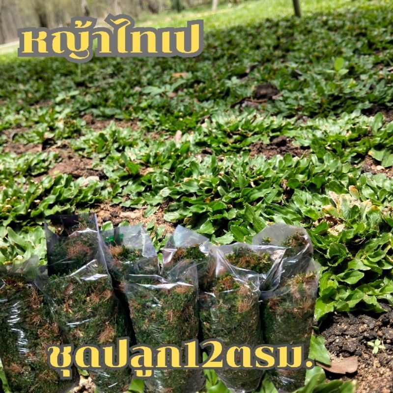 หญ้าไทเปหญ้าจัดสวนไม่ต้องตัดชุด12ตรม(6กิโล)