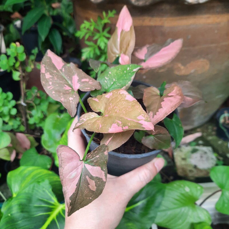 ต้นเงินไหลมาด่างชมพู Syngonium Pink Splash