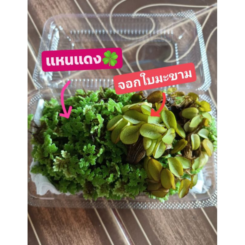 จัดชุด พืชน้ำแหนแดง และจอกใบมะชาม พืชน้ำ 2 ชนิดประดับตกแต่งอ่างปลาสวยงาม เพิ่มออกซิเจนในนน้ำ