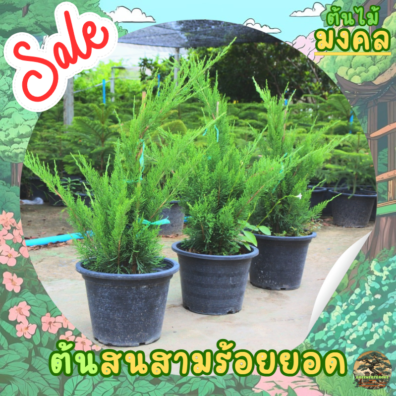 [พร้อมส่ง] ต้นสนสามร้อยยอด ขนาดความสูง 55 cm ไม้สวยงาม