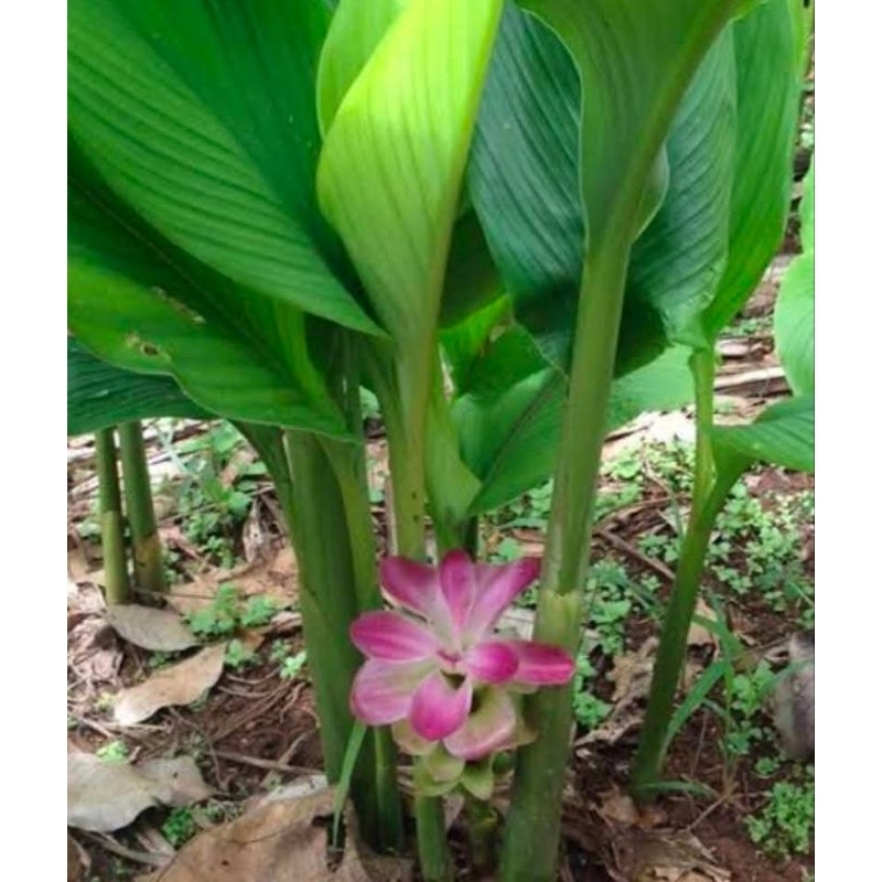 ว่านทรหดกิโลกรัมละ59บาท