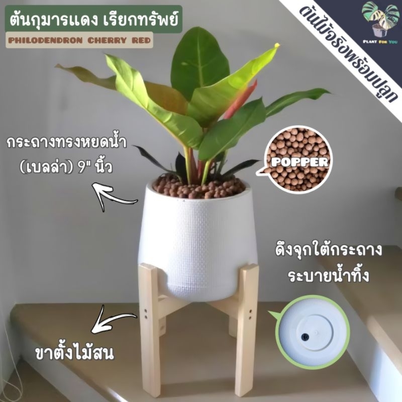🍒ต้นกุมารแดงเรียกทรัพย์ Philodendron Cherry Red (ต้นไม้มงคล) พร้อมกระถาง+เม็ดPopper+ขาตั้ง PLANT FOR YOU