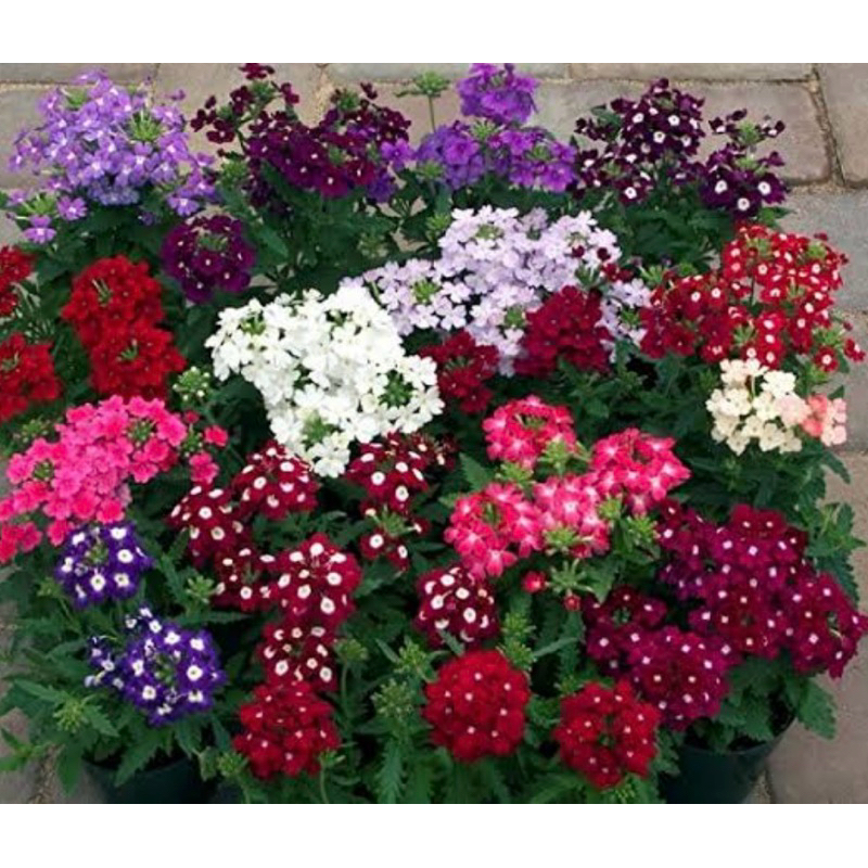 🪴ต้นเวอร์บีน่าเลื้อย ดอกใหญ่💐สีสันสดใส👉คละสี🙏พร้อมส่ง