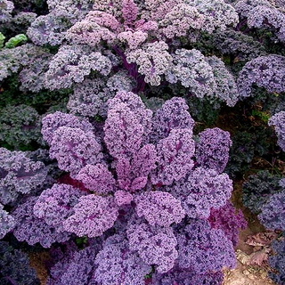 เมล็ดพันธุ์เคล เรดบอร์ เคลใบหงิกสีม่วง Redbor Kale F1 Seed 10 เมล็ด นำเข้าจาก USA ของแท้ 100%