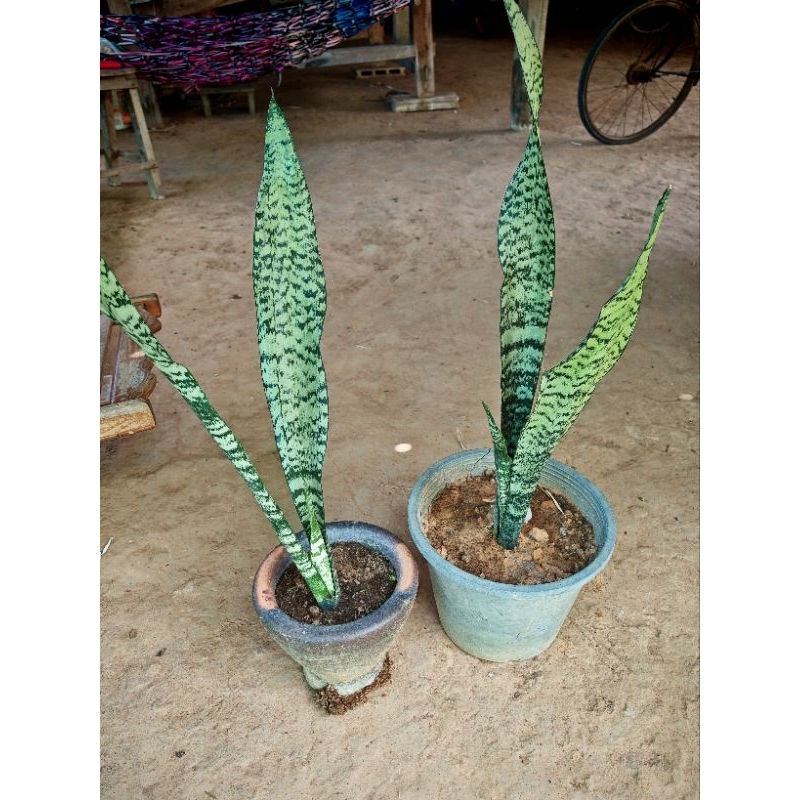 ลิ้นมังกร​ขอบเขียว​  คัดสวยๆ​ขนาด​ 35-55  cm