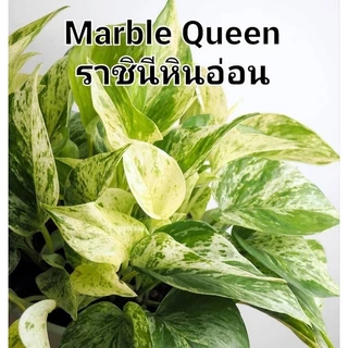 ซื้อ 5 แถม 1 พลูด่าง ไม้ใบด่าง เลี้ยงน้ำ ปลูกลงดิน ตัดกิ่งสด