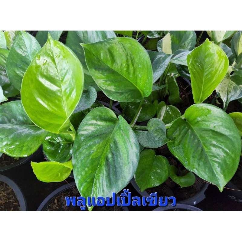 ซื้อ 5 แถม 1 พลูด่าง ไม้ใบด่าง เลี้ยงน้ำ ปลูกลงดิน ตัดกิ่งสด - รูปที่ 4