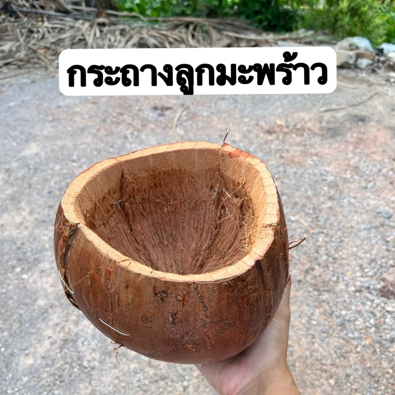 กระถางมะพร้าว กระถางจากลูกมะพร้าว เปลือกมะพร้าวแขวนต้นไม้ มะพร้าวครึ่งลูก กระถางต้นไม้ กระถางปลูกกล้วยไม้